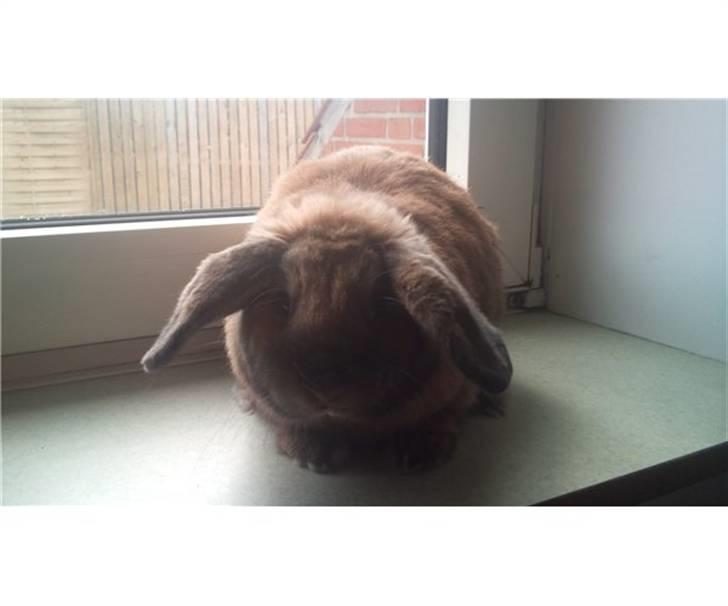 Kanin Johnny hansen billede 1