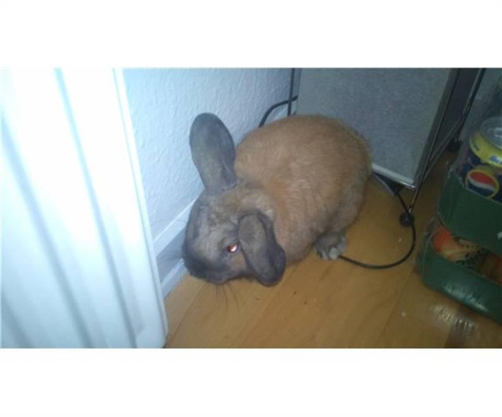 Kanin Johnny hansen billede 2