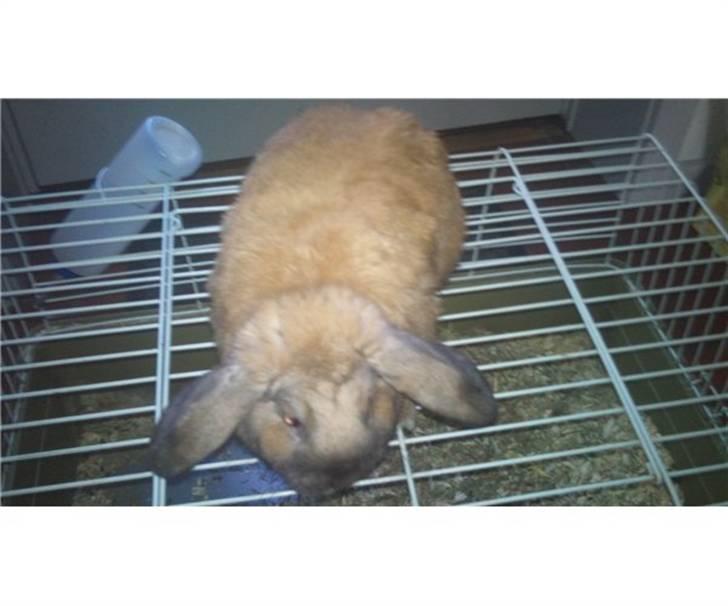 Kanin Johnny hansen billede 3