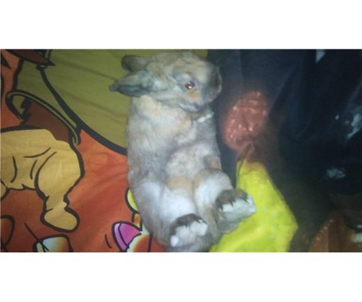 Kanin Johnny hansen billede 4