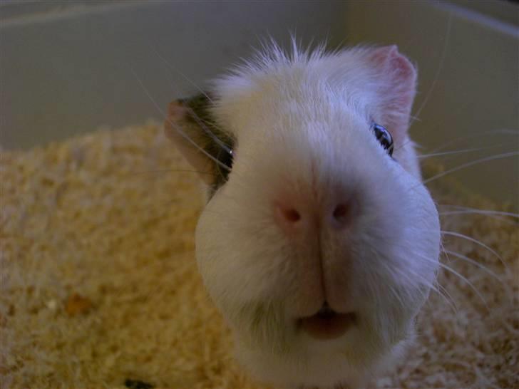 Marsvin Putte *delle!* R.I.P † - *Delle* billede 1