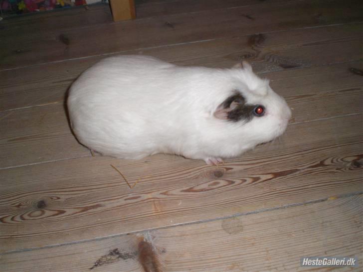 Marsvin Putte *delle!* R.I.P † - Delle-Dims i en fiiiin opstilling<3 billede 2