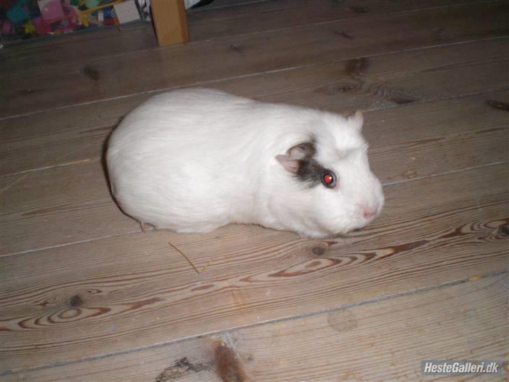 Marsvin Putte *delle!* R.I.P † - <3 billede 3