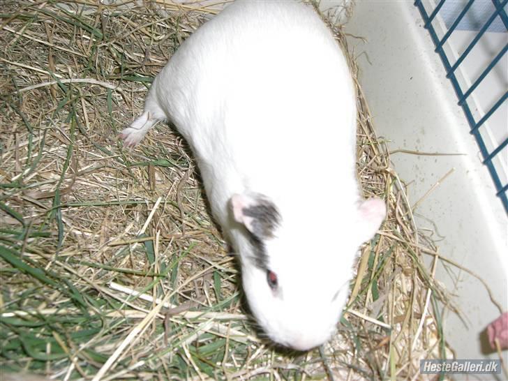 Marsvin Putte *delle!* R.I.P † - <3*undskyld kvaliteten* billede 4