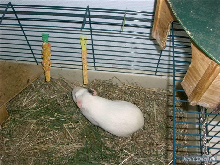 Marsvin Putte *delle!* R.I.P † - Putte / Delle ;D 4 - ever<3  billede 5