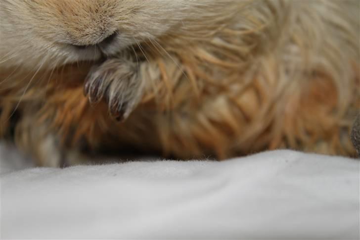 Marsvin Müsly - Grølle - 5; Hun har lige været i bad, og skulle vaske sig selv :´D Foto: MC billede 5