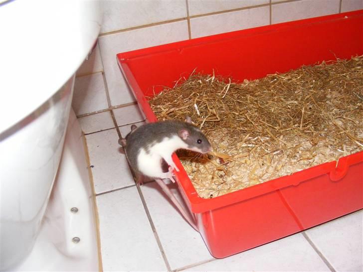 Tamrotte Bims billede 2