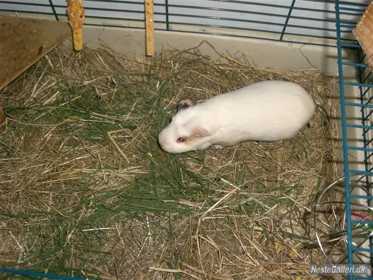 Marsvin Putte *delle!* R.I.P † - Putte 4-ever!<3 billede 6