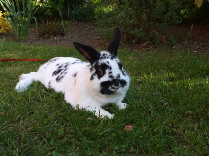 Kanin Hr. Fnuk billede 1