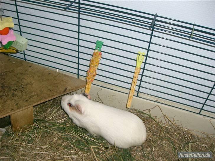 Marsvin Putte *delle!* R.I.P † - ;D alle billederne er taget af; miiiq! billede 7