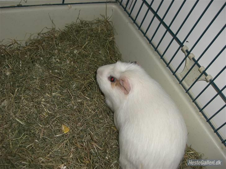 Marsvin Putte *delle!* R.I.P † - <3 CUTE billede 8