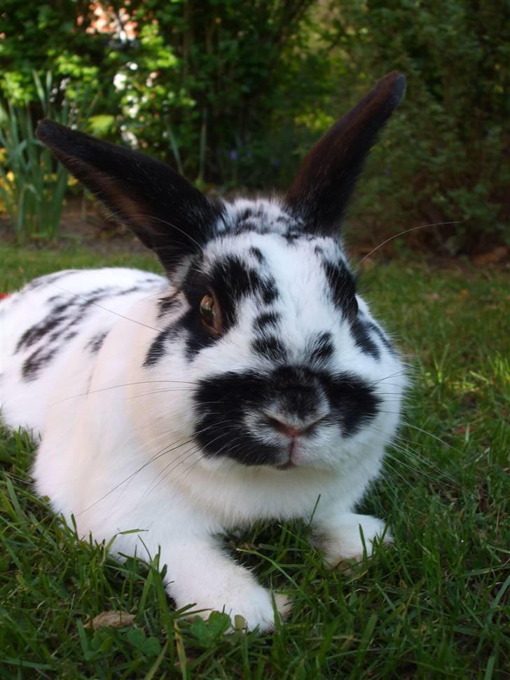 Kanin Hr. Fnuk billede 2