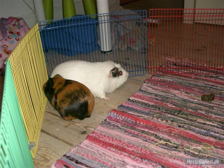 Marsvin Putte *delle!* R.I.P † - her er twiggy, min nye vendinde<3 billede 9