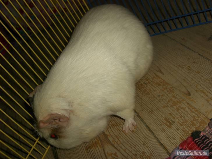 Marsvin Putte *delle!* R.I.P † - "I EAT YOU" billede 10