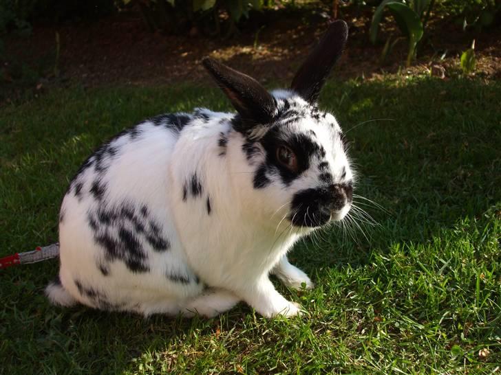 Kanin Hr. Fnuk billede 3