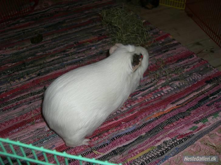 Marsvin Putte *delle!* R.I.P † - *NYT* delle i løbegård<3 billede 11