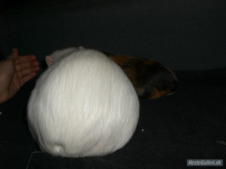 Marsvin Putte *delle!* R.I.P † - Når enden er go´er alting godt! xD! billede 12