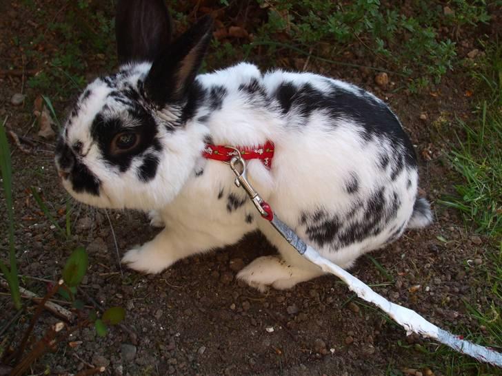 Kanin Hr. Fnuk billede 4