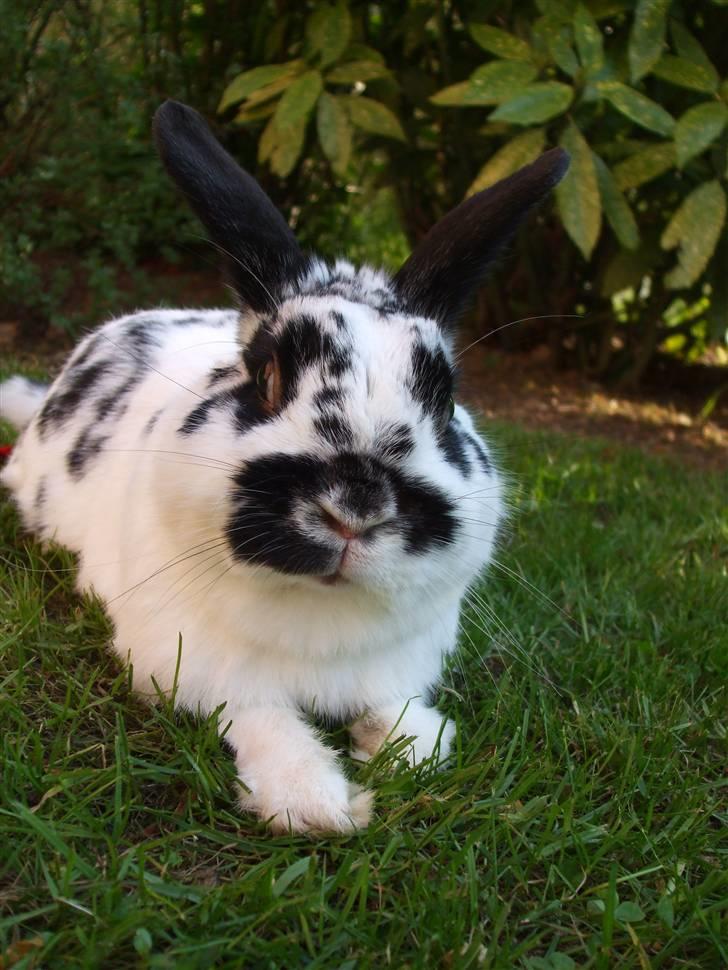 Kanin Hr. Fnuk billede 5