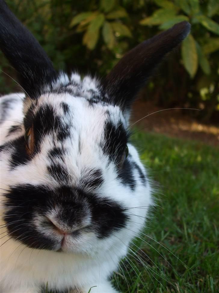 Kanin Hr. Fnuk billede 6