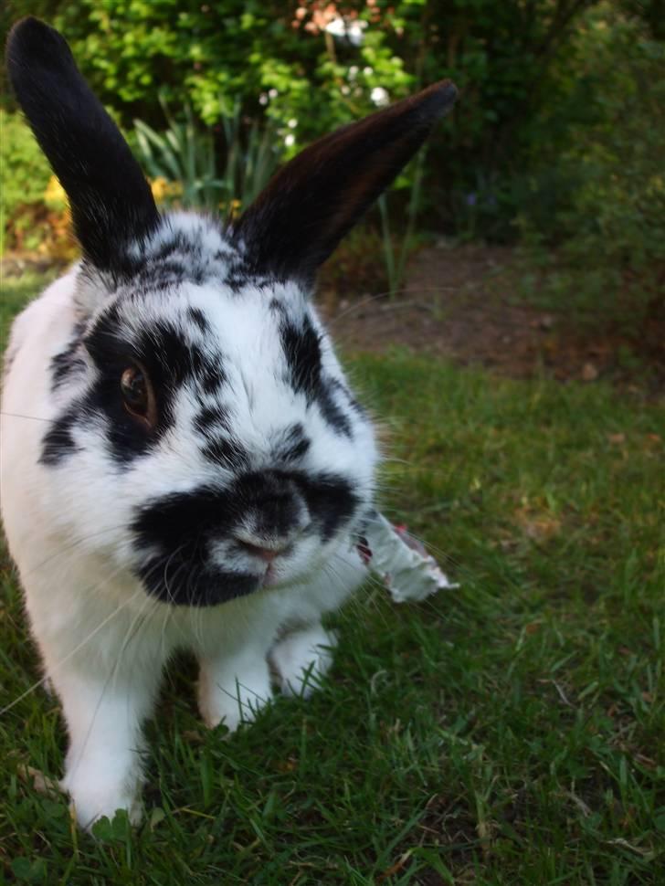 Kanin Hr. Fnuk billede 7