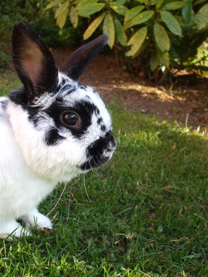 Kanin Hr. Fnuk billede 8