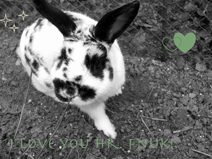 Kanin Hr. Fnuk billede 9