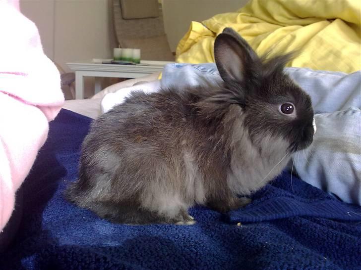 Kanin Løvehoved Ufo *solgt* billede 1