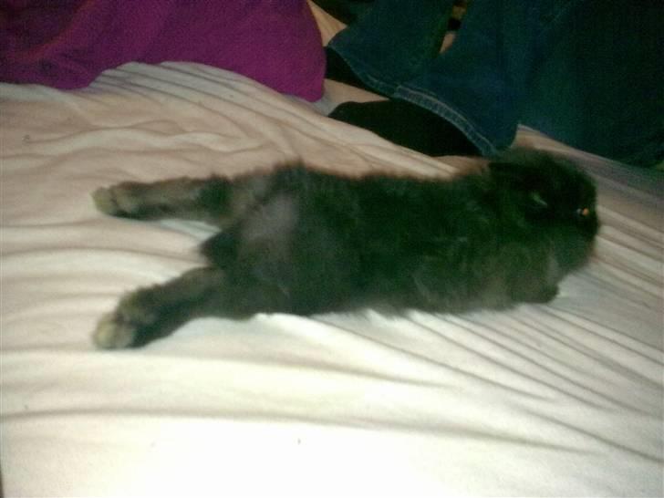 Kanin Løvehoved Ufo *solgt* billede 2