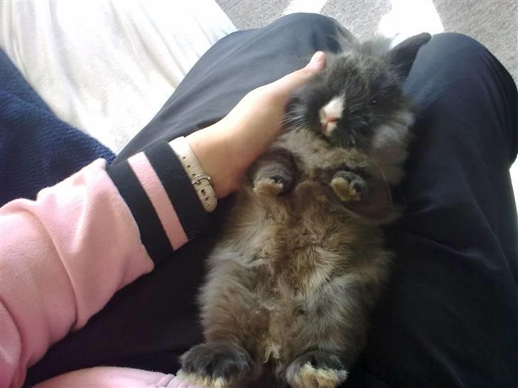 Kanin Løvehoved Ufo *solgt* billede 3