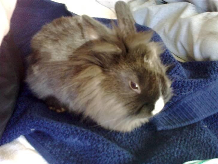 Kanin Løvehoved Ufo *solgt* billede 4