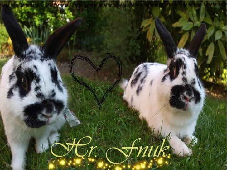 Kanin Hr. Fnuk billede 10