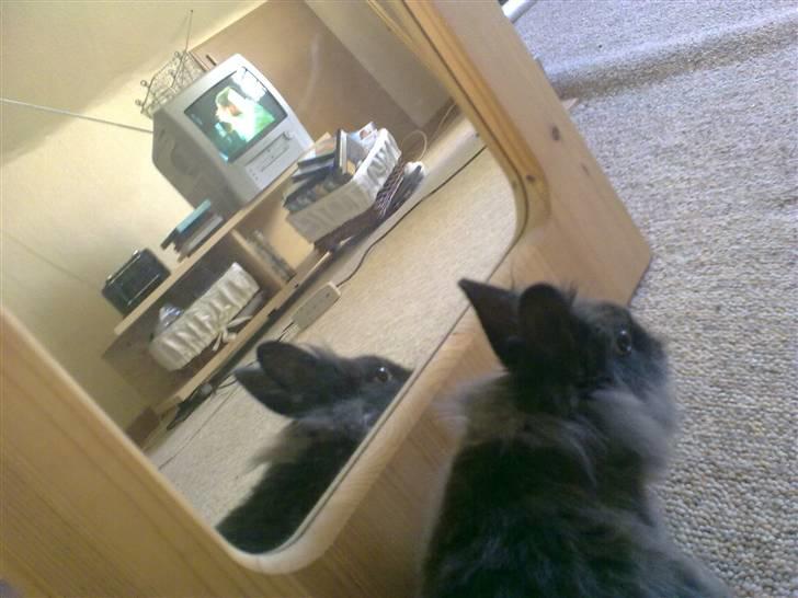 Kanin Løvehoved Ufo *solgt* billede 5