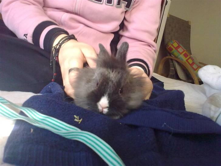 Kanin Løvehoved Ufo *solgt* billede 6