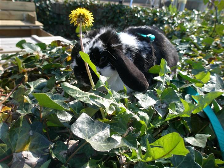 Kanin Gerry billede 6