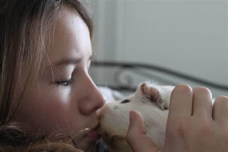 Marsvin Müsly - Grølle - 6; Som sagt, hun springer op til mig og kysser mig i hele hovedet. (´: Foto: MC billede 6