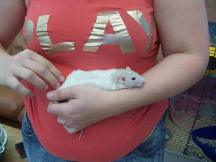 Tamrotte Røntveds Carmen RIP billede 1