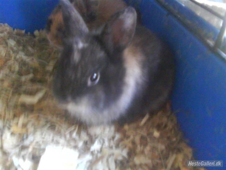 Kanin Silver billede 2