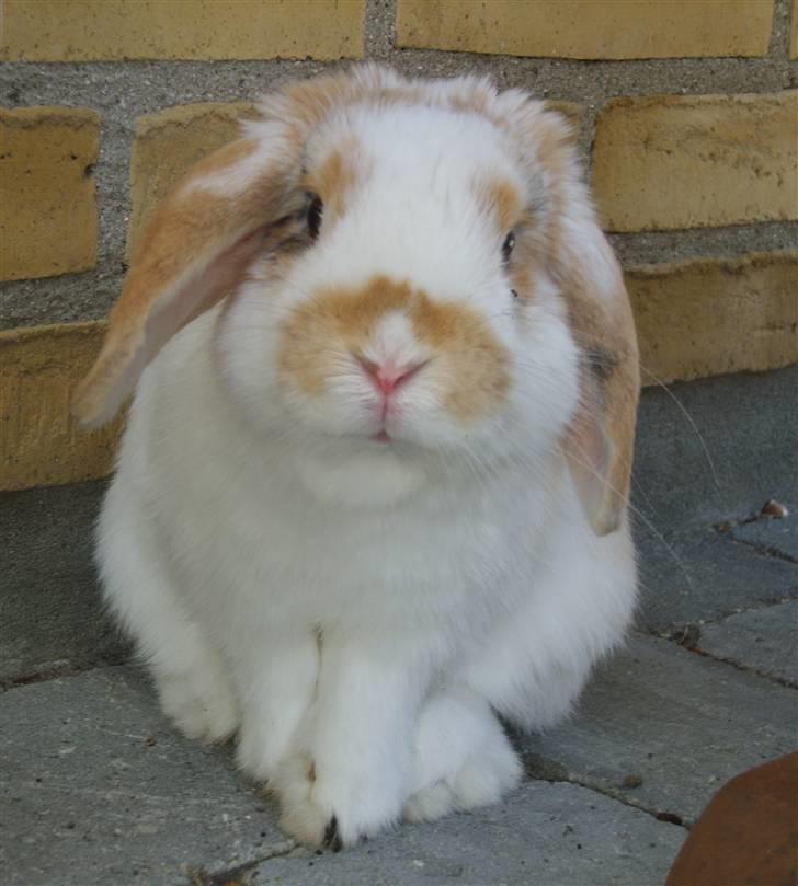 Kanin Tøffe - Den dejligest kanin på hele jorden. billede 2