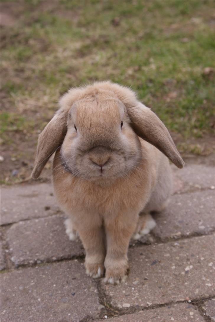 Kanin Buster billede 2