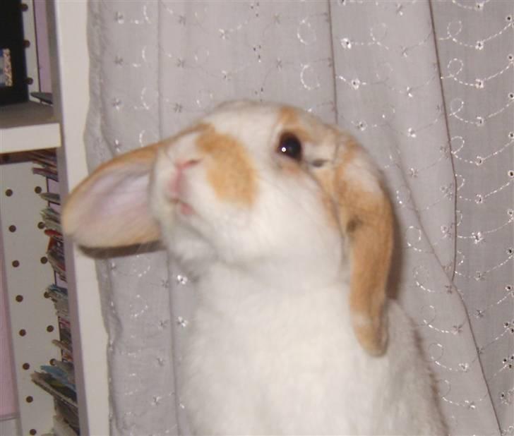 Kanin Tøffe - Nyserrig? billede 3