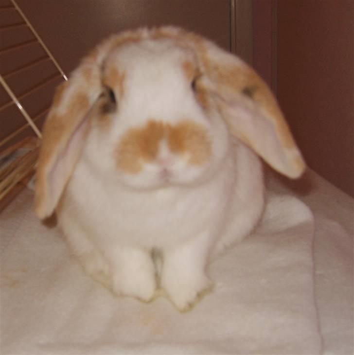 Kanin Tøffe - Bøvet :D billede 4