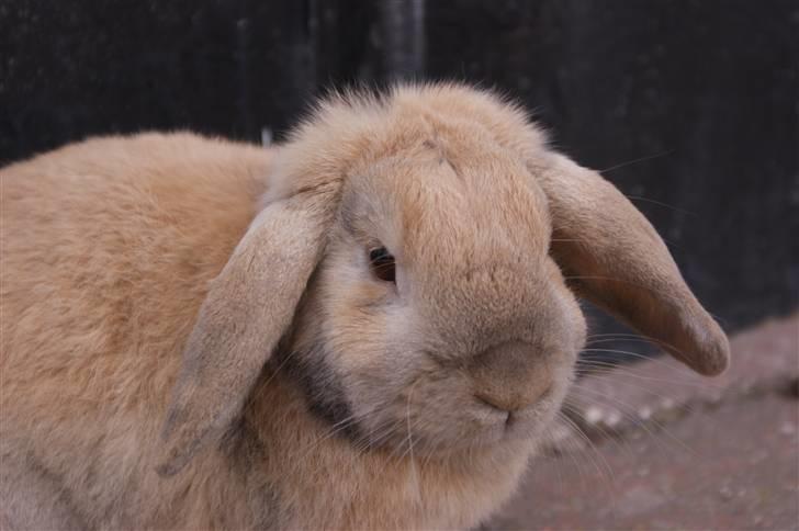 Kanin Buster billede 3