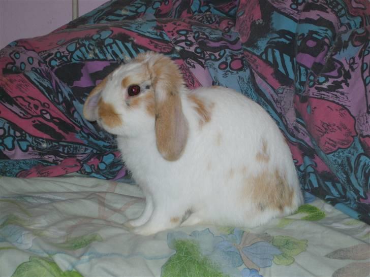 Kanin Tøffe - Så sidder vi lige og ligner en statue. Sid helt stille :D billede 5