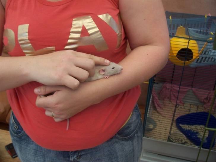 Tamrotte Røntveds Carmen RIP billede 2