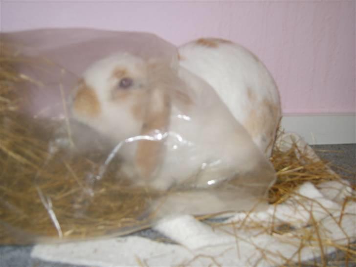 Kanin Tøffe - Høtyven - Tøffe. billede 6