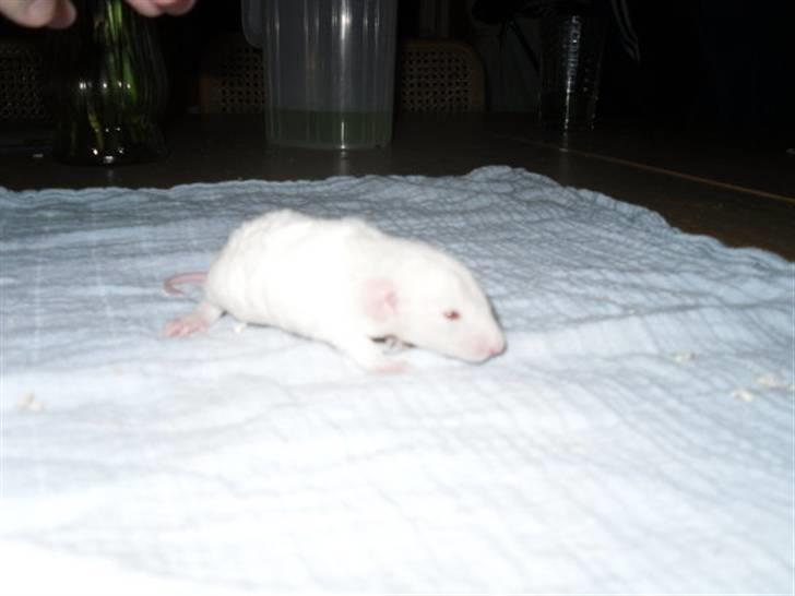 Tamrotte Røntveds Carmen RIP billede 3