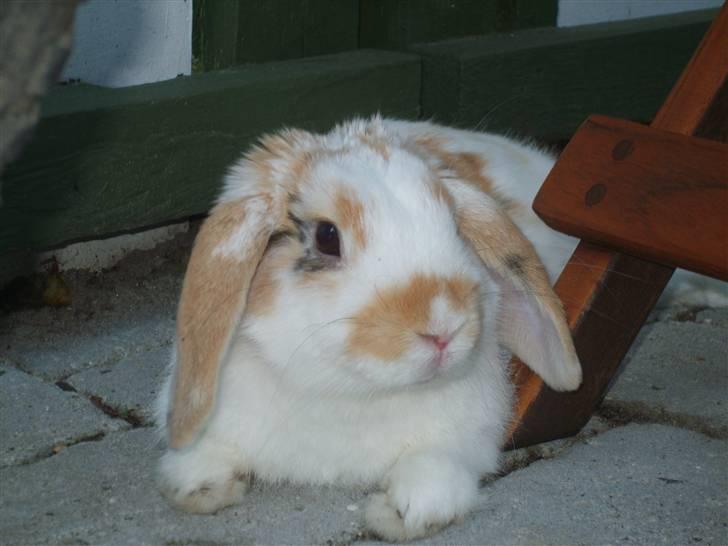 Kanin Tøffe - Ude i haven. billede 7