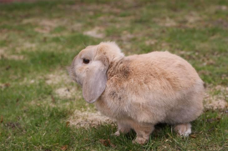 Kanin Buster billede 4