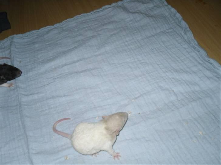 Tamrotte Røntveds Carmen RIP billede 4